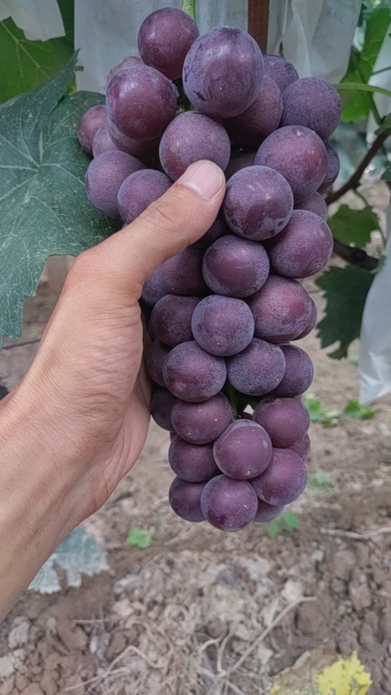 精品无籽峰后