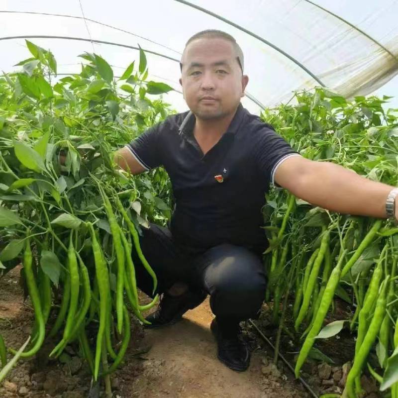 陕西青皮尖椒大量供应质量保证产地直发对接各大批发商