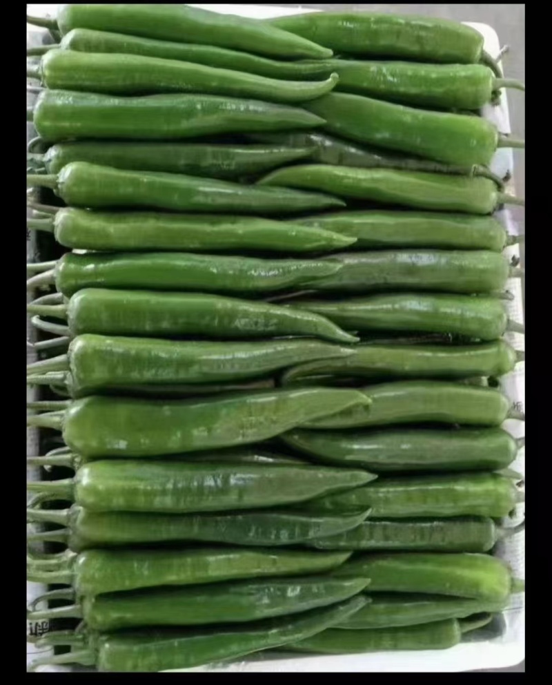 陕西青皮尖椒大量供应质量保证产地直发对接各大批发商
