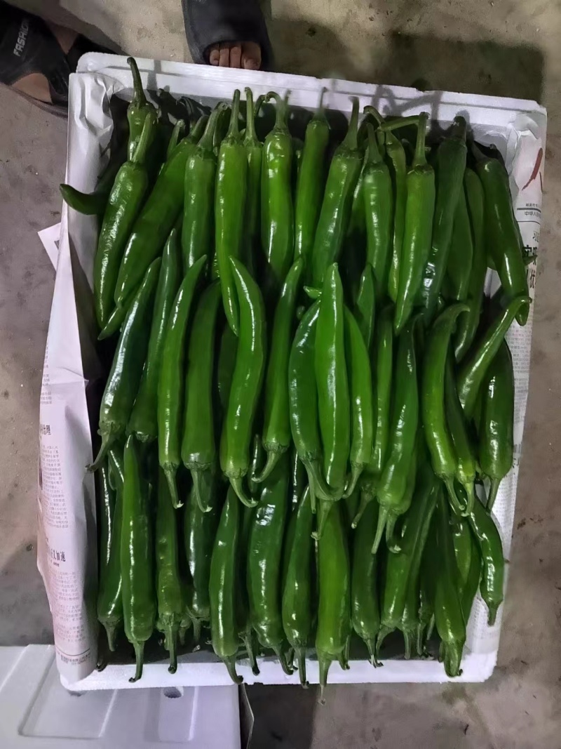 陕西青皮尖椒大量供应质量保证产地直发对接各大批发商