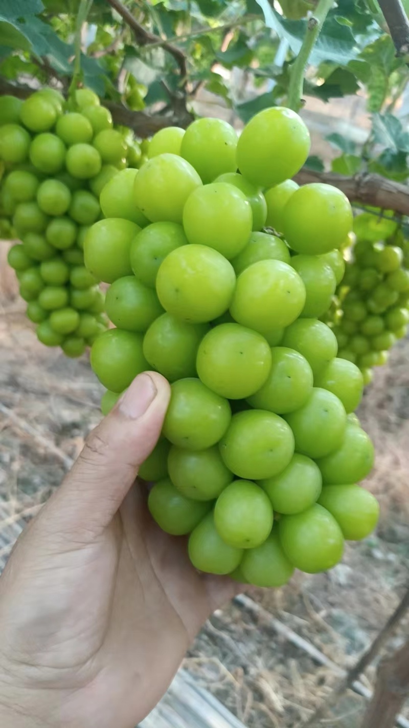 阳光玫瑰，多年老店，长期供应，诚信经营