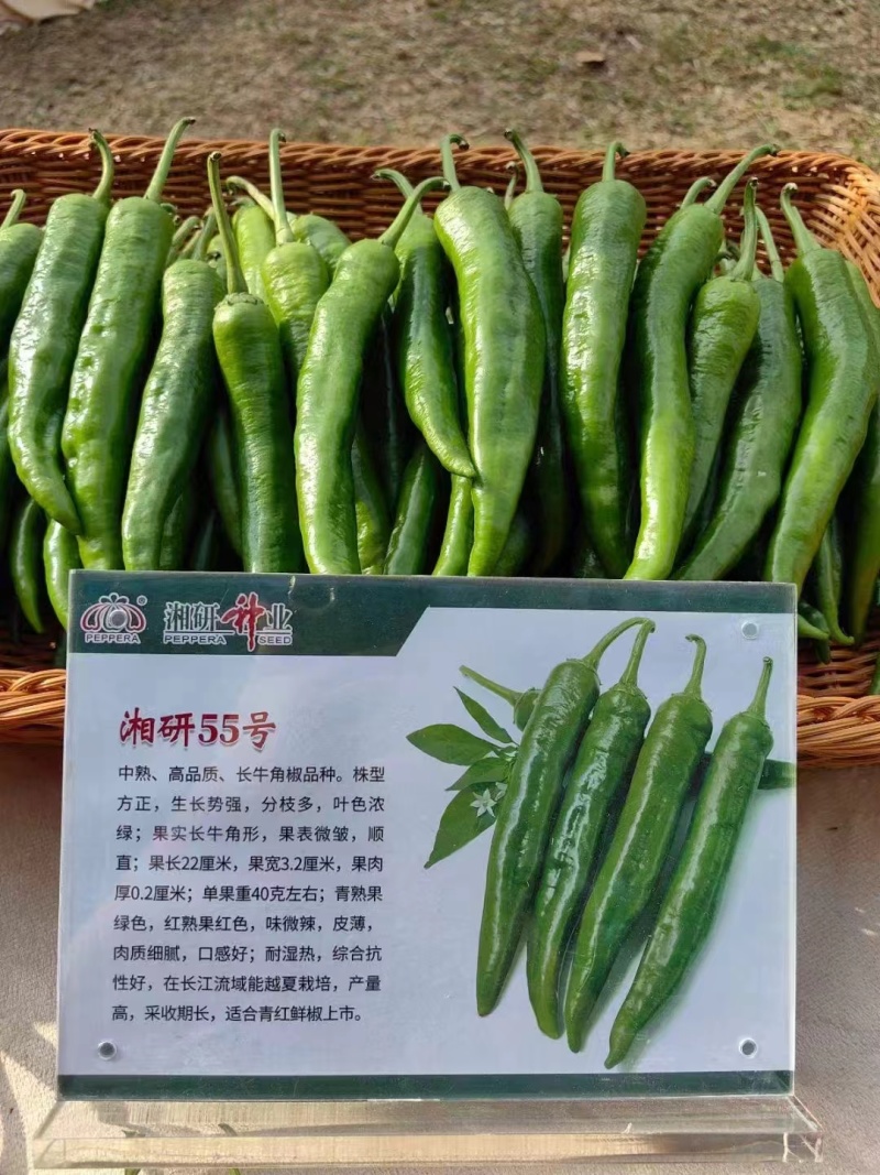 陕西渭南蒲城湘研55号鲜辣椒产地直供欢迎来电咨询