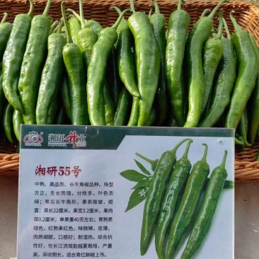 陕西渭南蒲城湘研55号鲜辣椒产地直供欢迎来电咨询