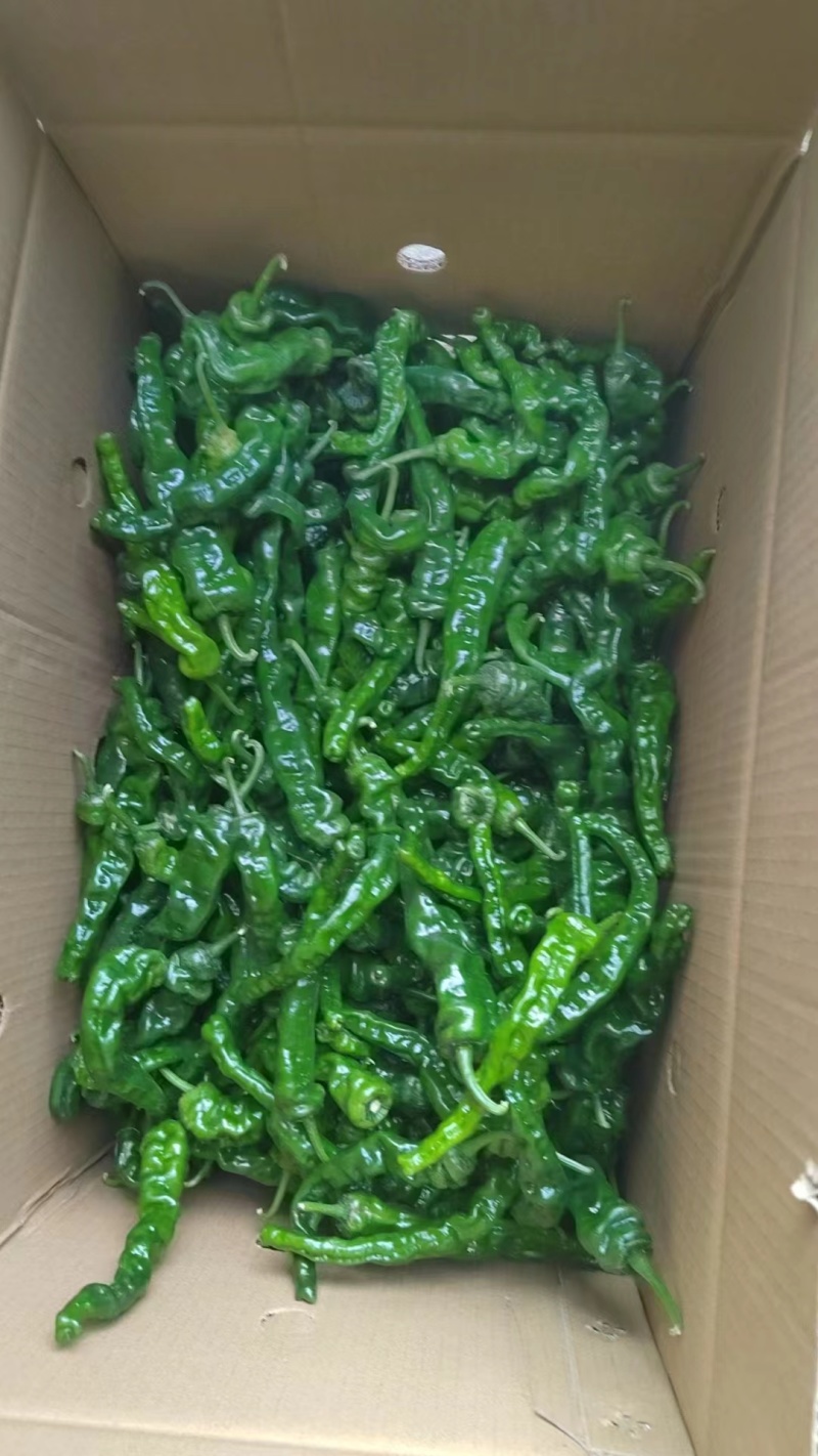皱皮辣椒大量上市，质量保证，价格优惠，一条龙服务
