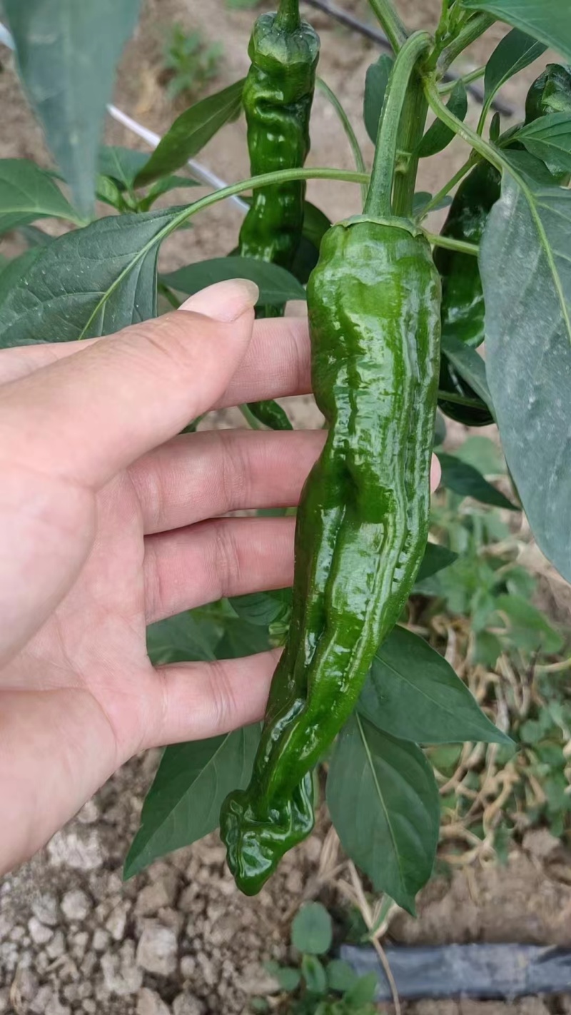 皱皮辣椒大量上市，质量保证，价格优惠，一条龙服务