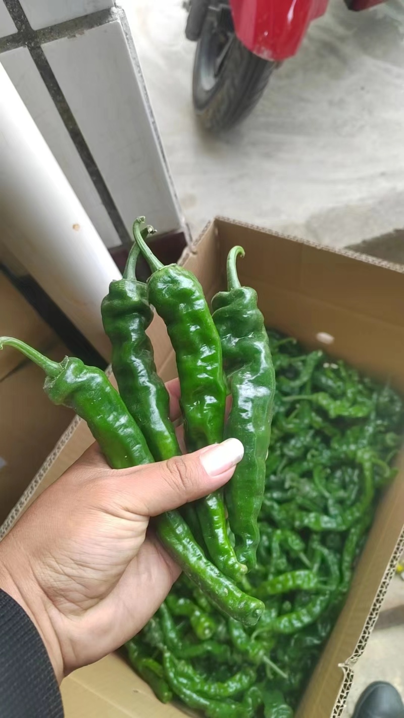 皱皮辣椒大量上市，质量保证，价格优惠，一条龙服务