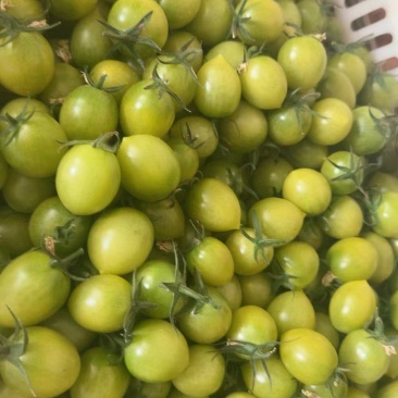青甜2号小番茄