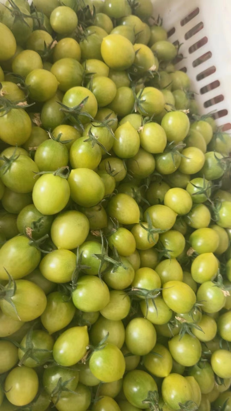 青甜2号小番茄