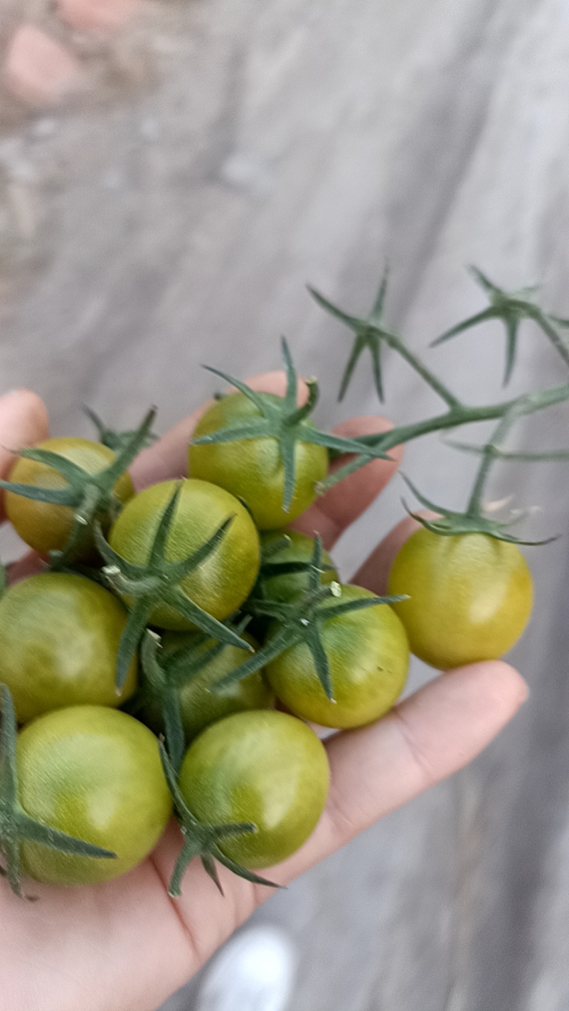 青甜2号小番茄