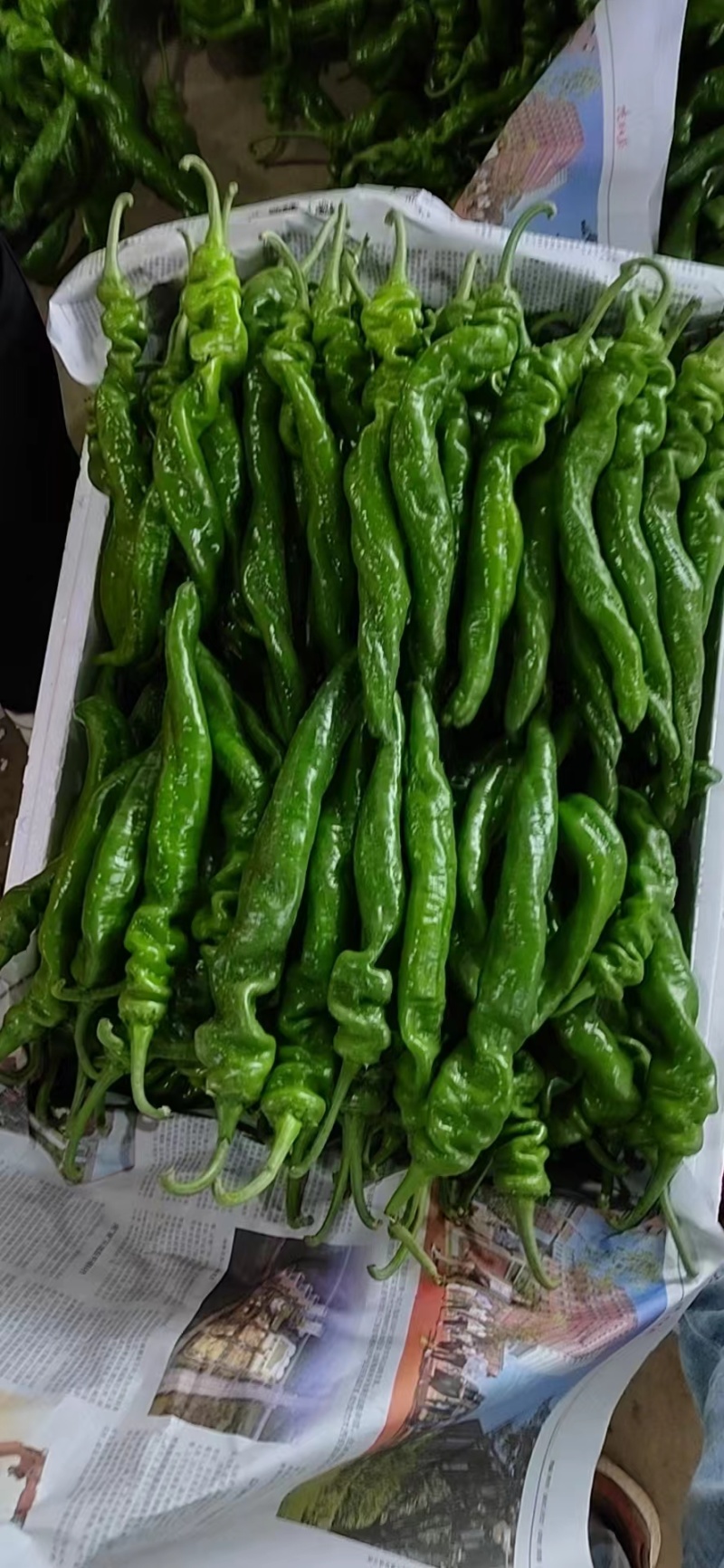 皱皮辣椒大量上市，质量保证，价格优惠，一条龙服务