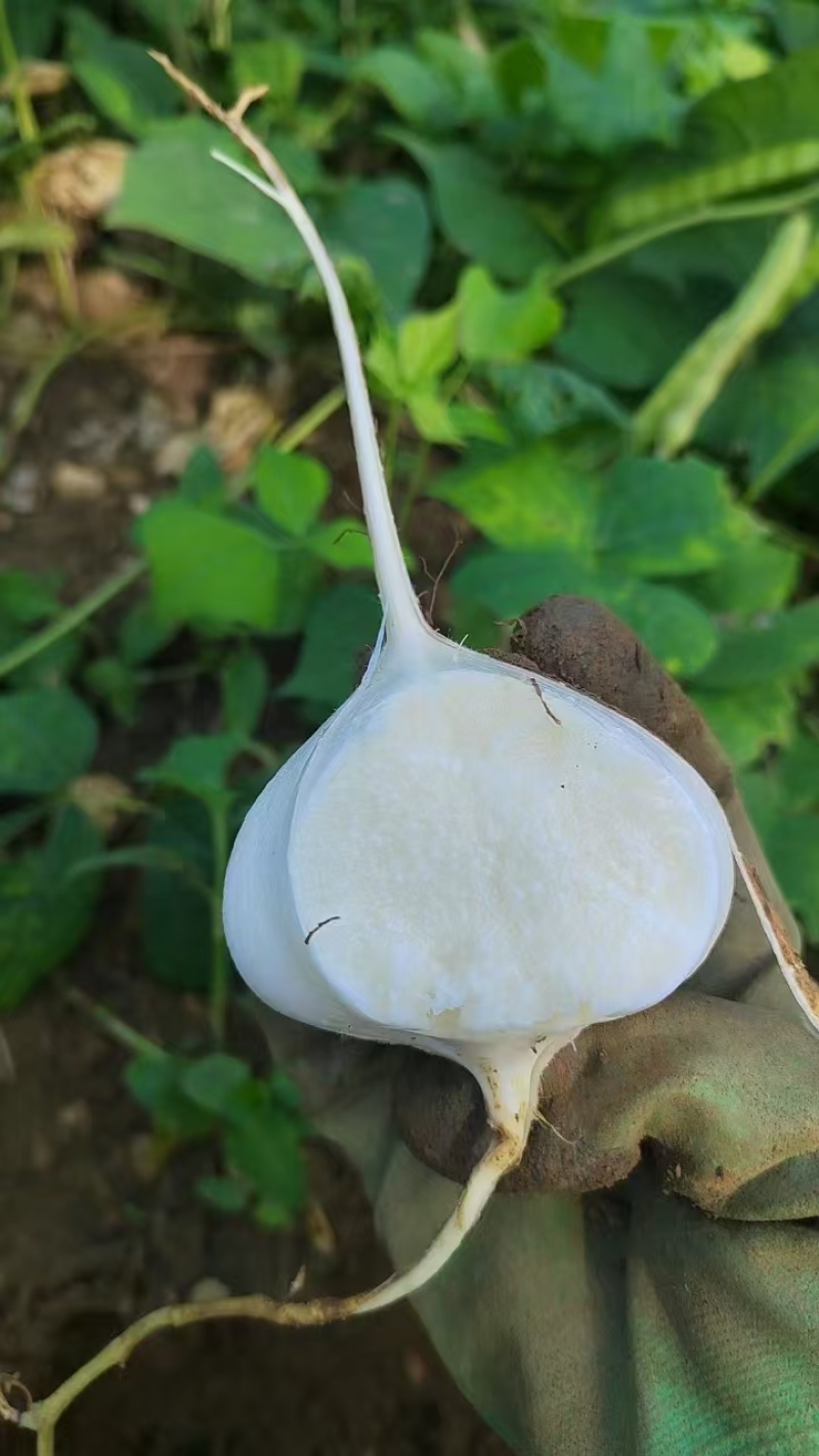 镇宁地萝卜凉薯