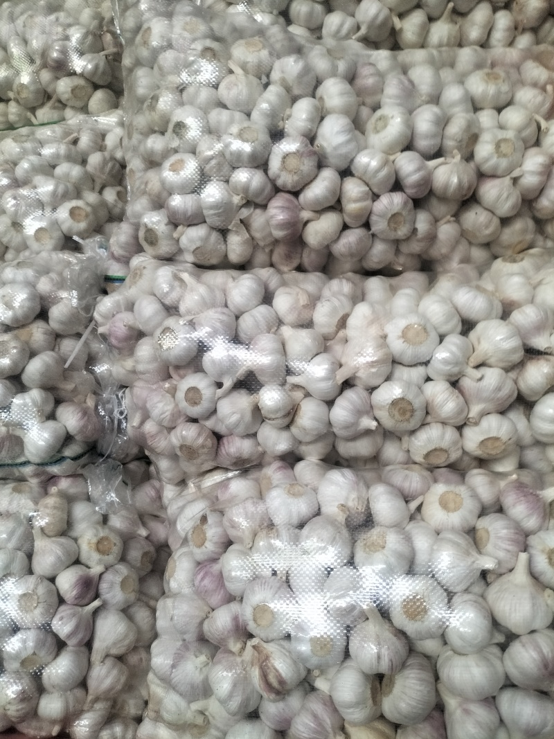 大家好，邳州精品红蒜，货源充足质量**，常年供应，