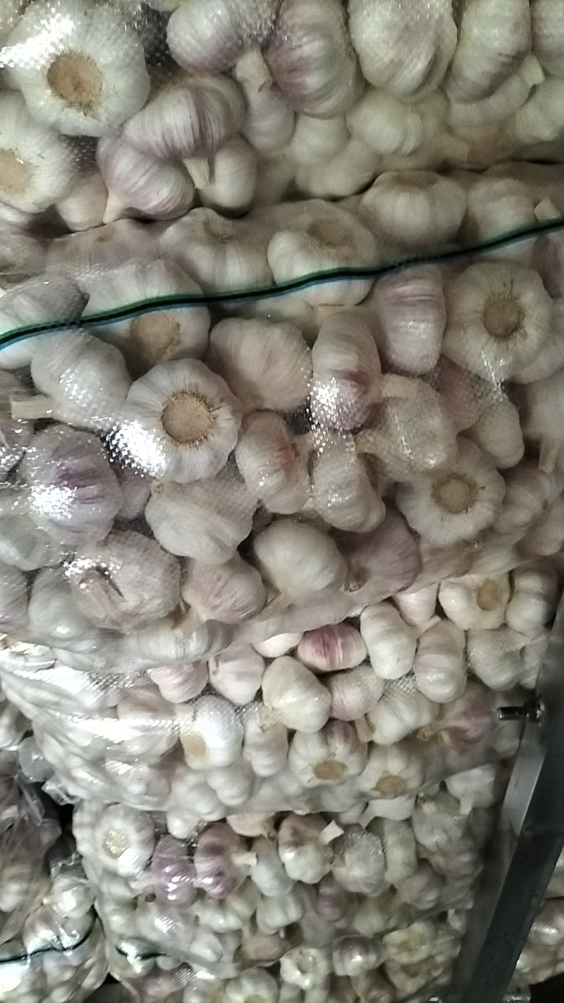 大家好，邳州精品红蒜，货源充足质量**，常年供应，