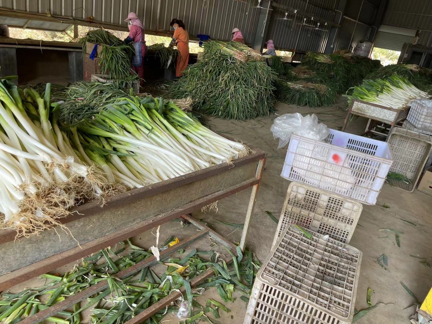 铁杆大葱采收与分级包装场景