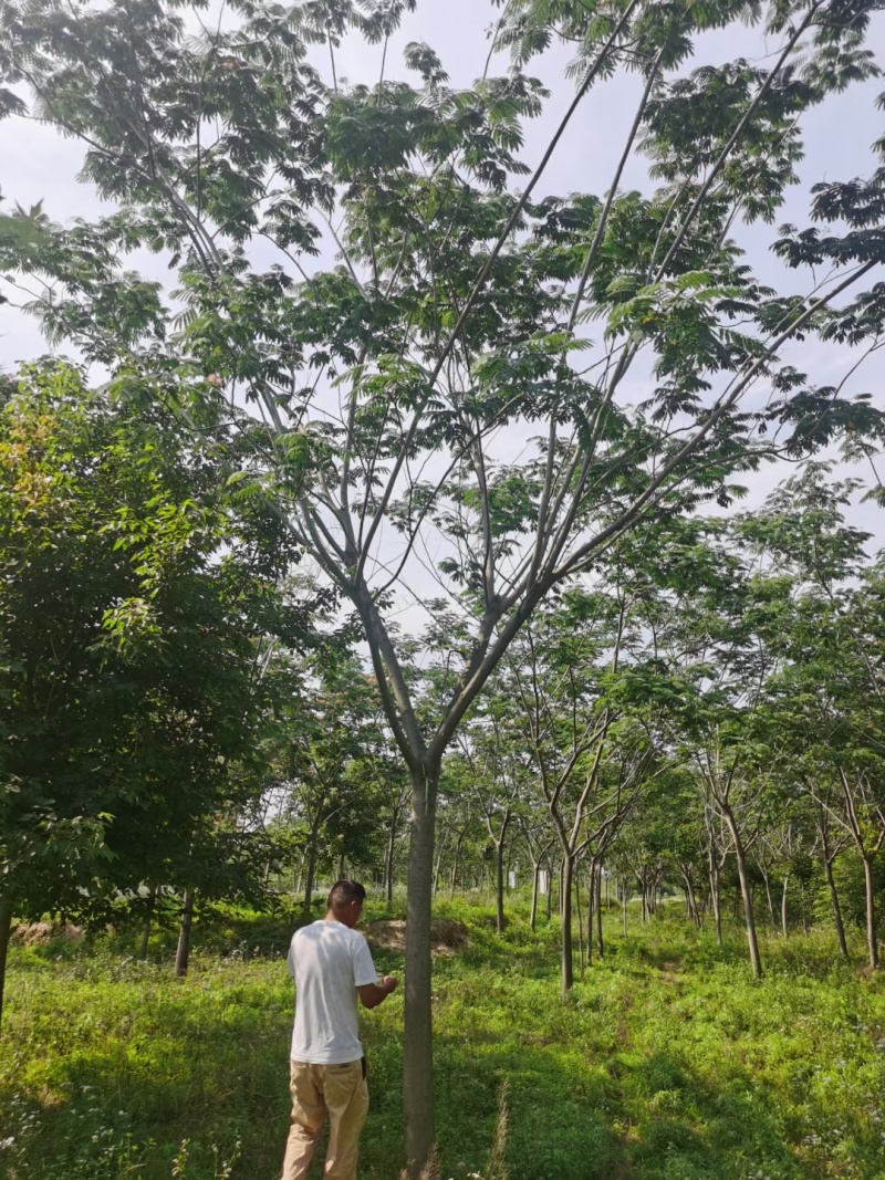 合欢树14公分15公分16公分18公分20公分25公分