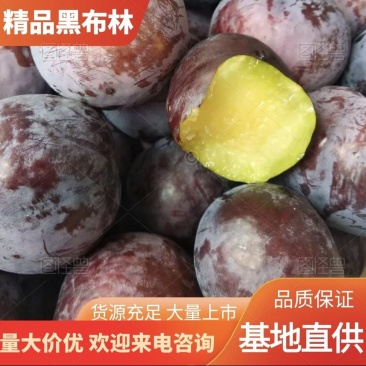 黑布林李子广西产地直供实地看货欢迎对接