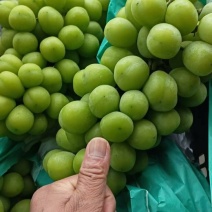 阳光玫瑰葡萄
