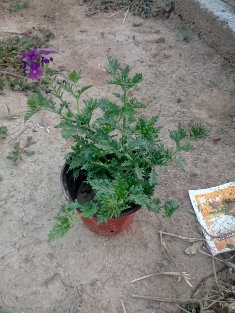 精品美女樱大量上市，基地批发！欢迎各位领导致电