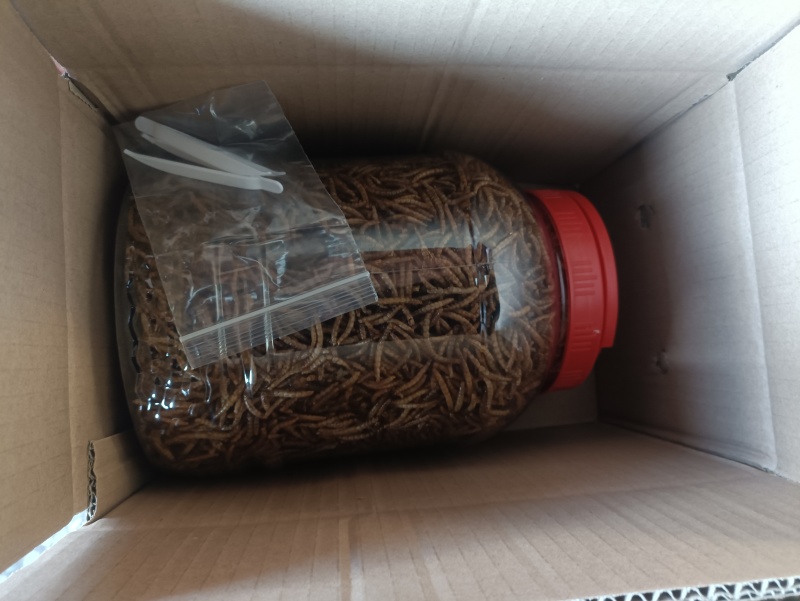 精品黄粉活活体干品都有，货源充足品质保障欢迎选购长期供货