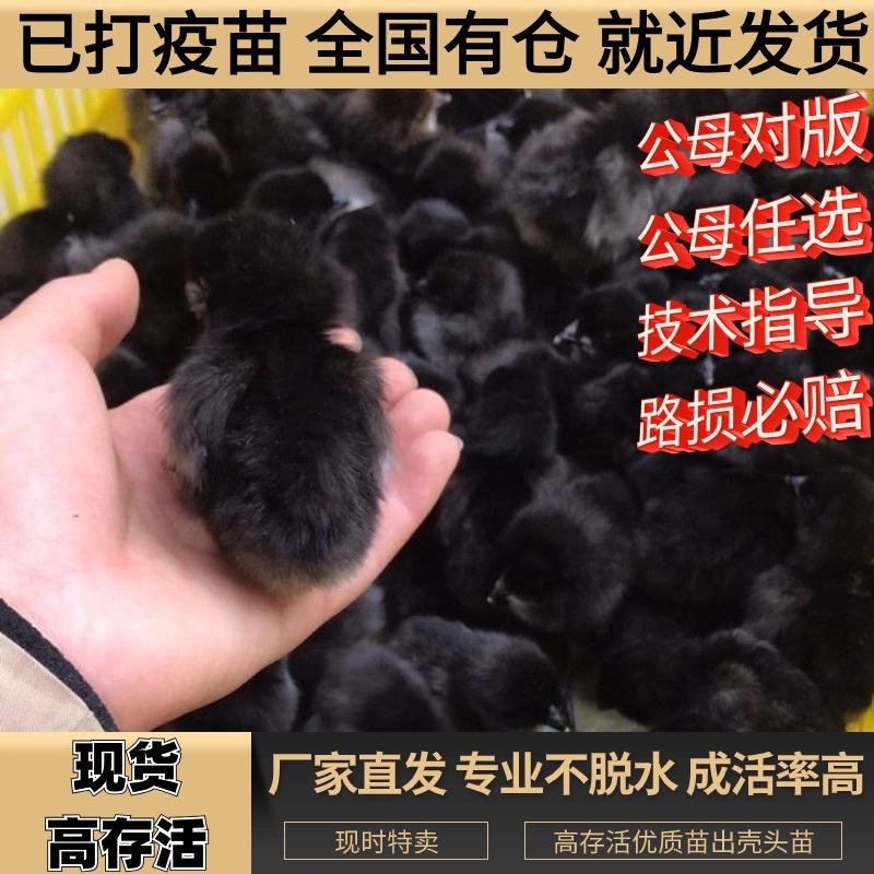 来宾市五黑鸡苗包防疫包运输包成活率货到满意付款诚信服务