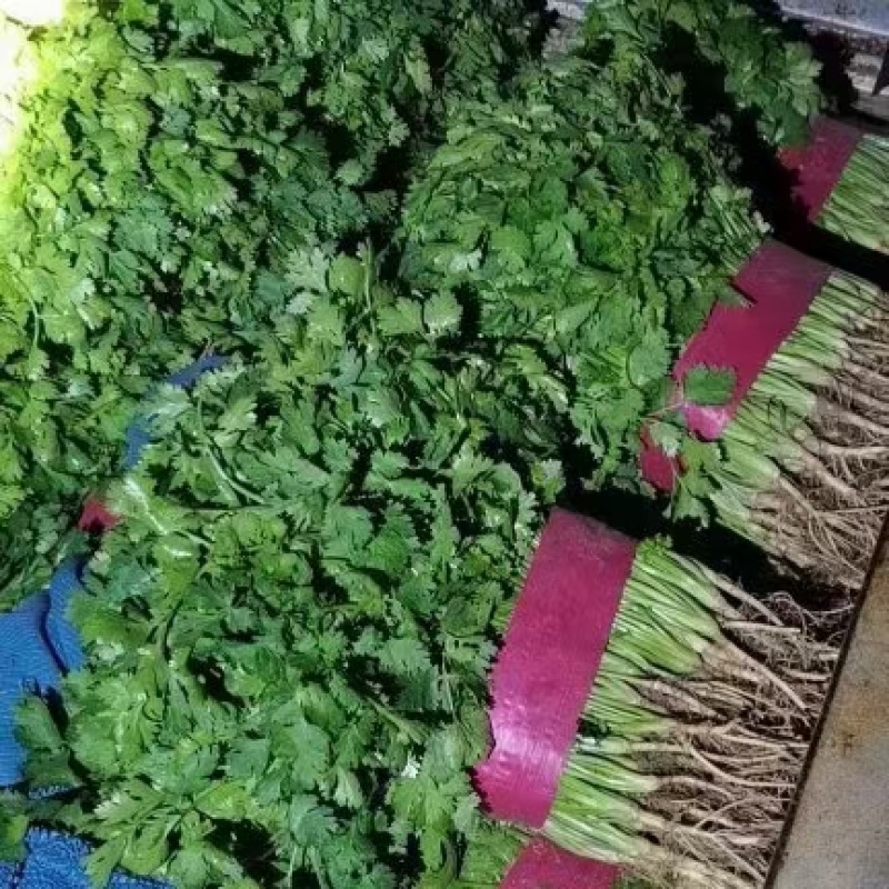 精品香菜大量有货需要可以联系，质量三保，服务至上