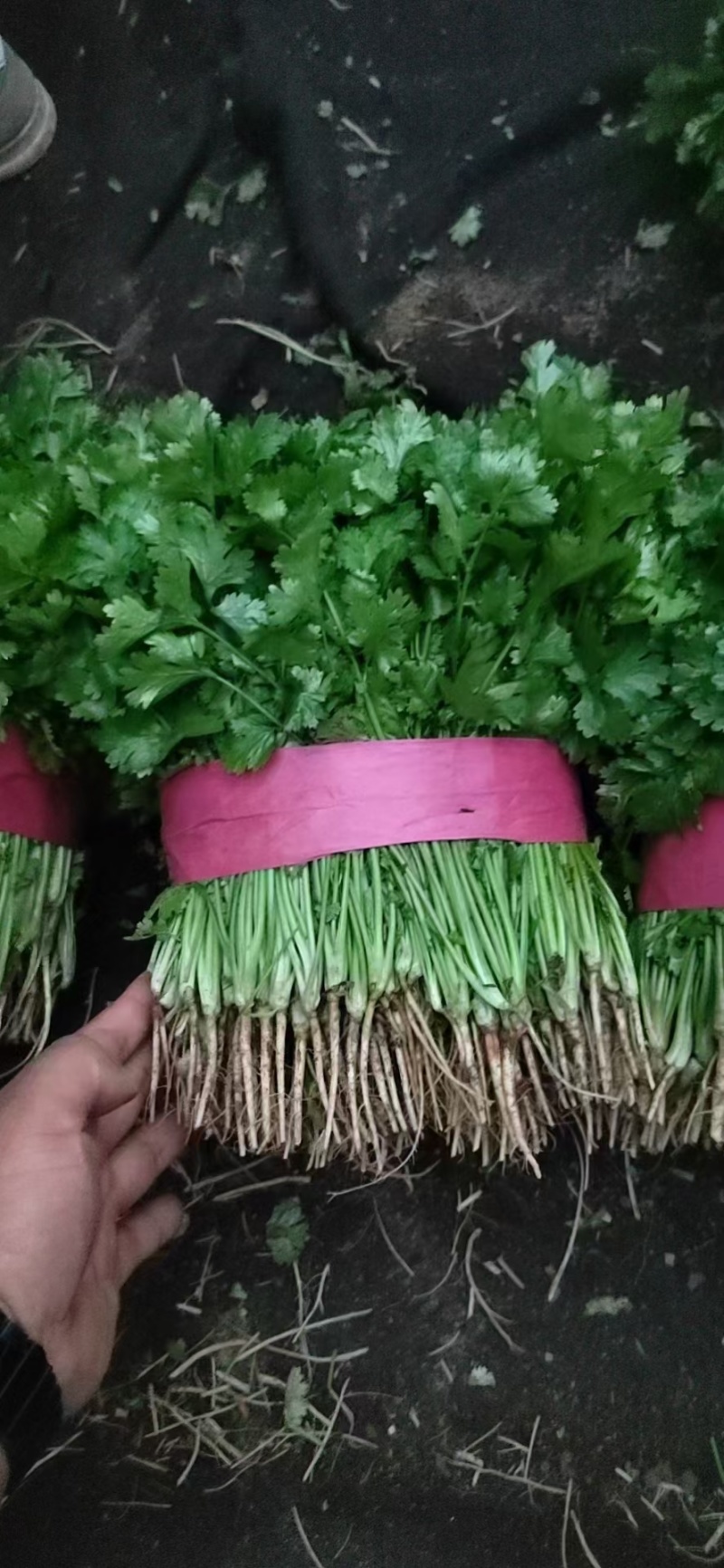 精品香菜大量有货需要可以联系，质量三保，服务至上