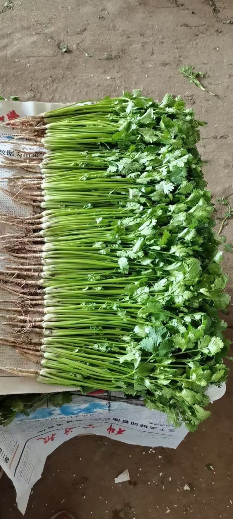 精品香菜大量有货需要可以联系，质量三保，服务至上