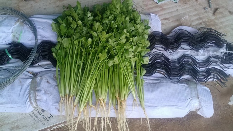 精品香菜大量有货需要可以联系，质量三保，服务至上