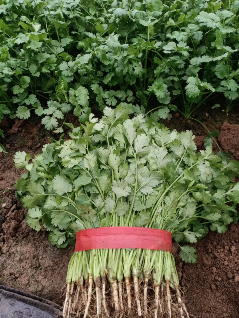 精品香菜大量有货需要可以联系，质量三保，服务至上