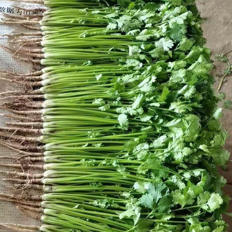 精品香菜大量有货需要可以联系，质量三保，服务至上