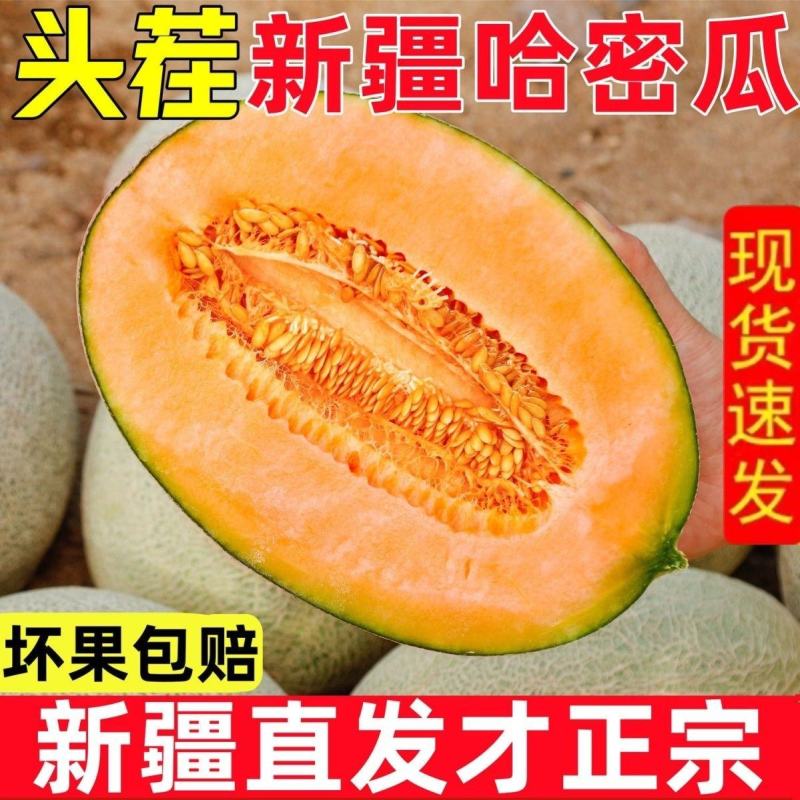 正宗新疆西州哈密瓜17号甜度高耐运输保质保量对接全国