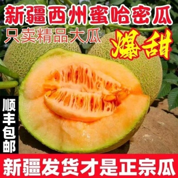 新疆哈密瓜晓蜜25淖毛湖哈密瓜基地量大从优