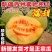 新疆哈密瓜晓蜜25淖毛湖哈密瓜基地量大从优