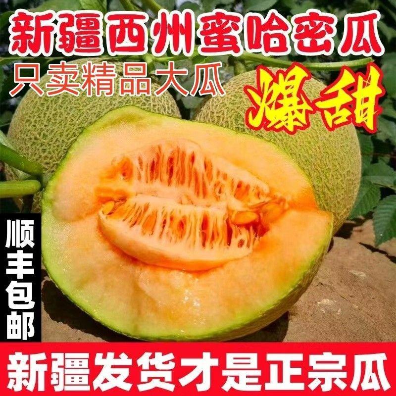 新疆哈密瓜晓蜜25淖毛湖哈密瓜基地量大从优