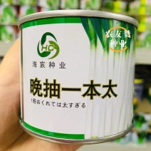 葱粲晚抽一本太大葱种子钢葱种子山东章丘铁杆大葱种籽抽苔晚