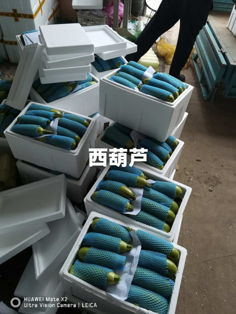 西葫芦山东大棚西葫芦电商超市市场翠绿视频看货