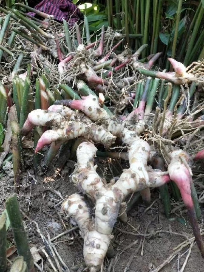 广西红皮南姜品质保证诚信经营欢迎联系接商超市场电商