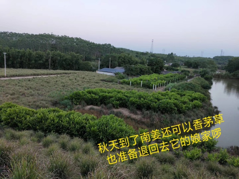 广西红皮南姜品质保证诚信经营欢迎联系接商超市场电商