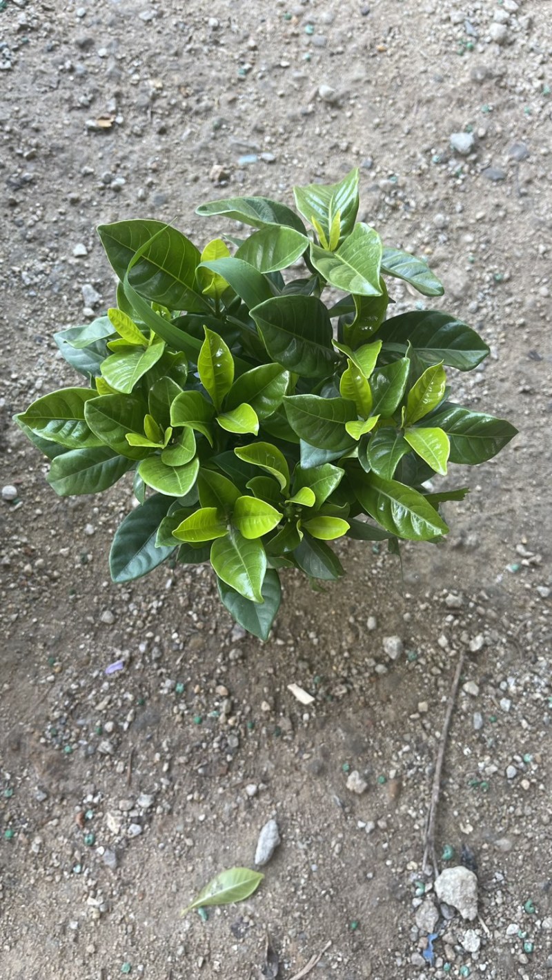 90观叶栀子花