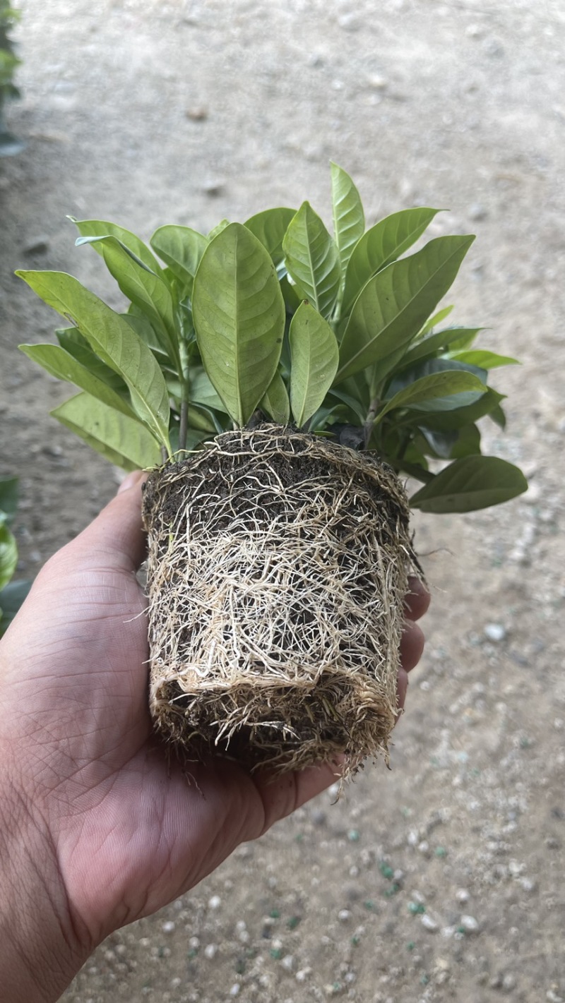 90观叶栀子花