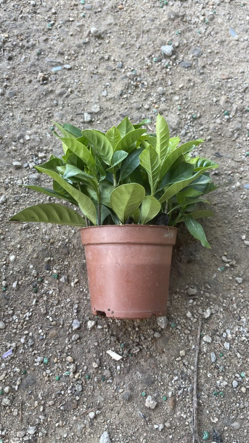 90观叶栀子花