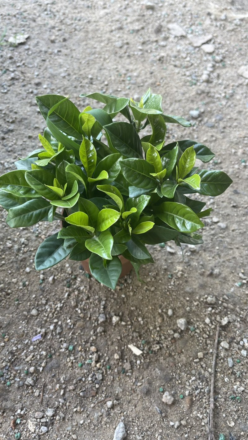 90观叶栀子花