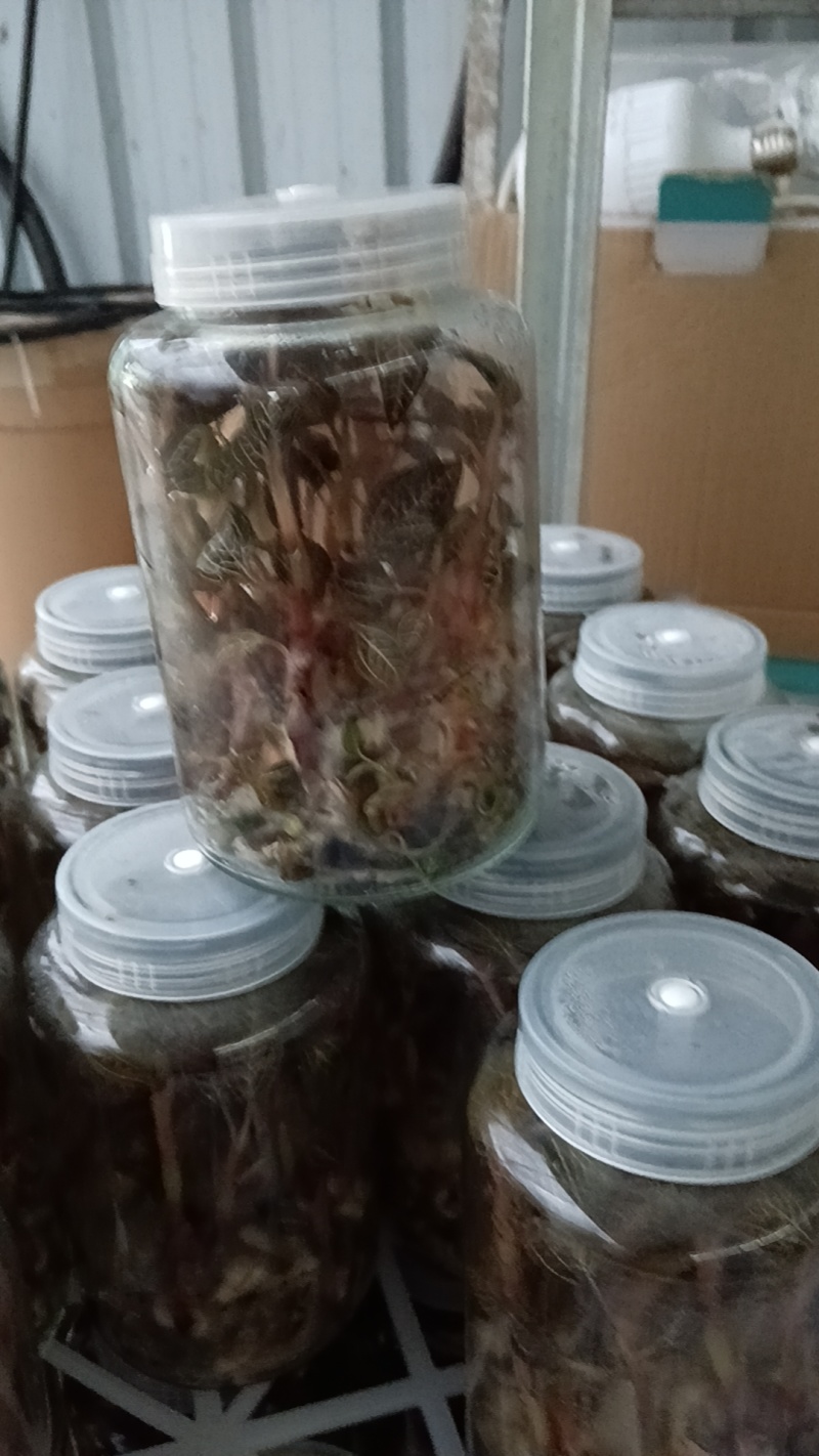 金线莲种苗，福建南靖县原装玻璃瓶种植苗，批发零售都可以发
