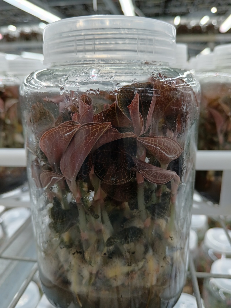 金线莲种苗，福建南靖县原装玻璃瓶种植苗，批发零售都可以发