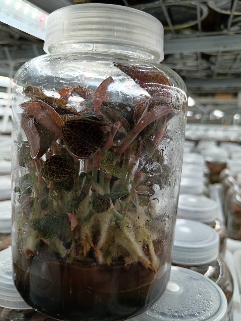 金线莲种苗，福建南靖县原装玻璃瓶种植苗，批发零售都可以发
