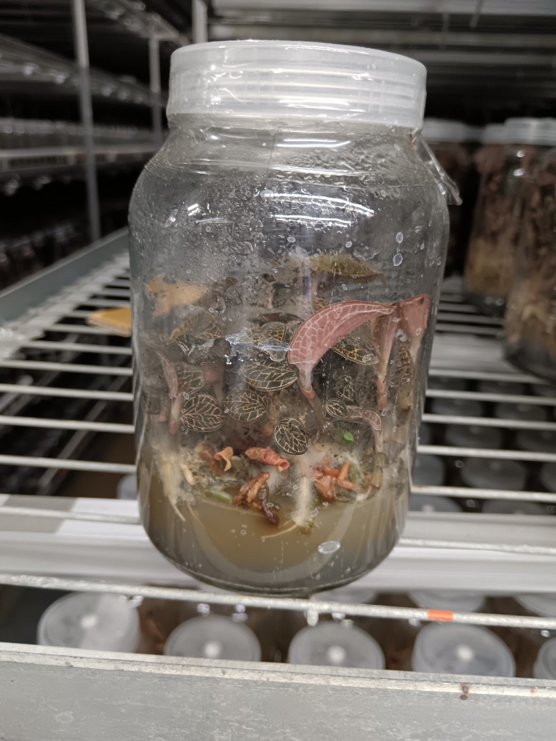 金线莲种苗，福建南靖县原装玻璃瓶种植苗，批发零售都可以发