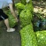 绿波青皮核桃大量有货，仁孑白，吃着香，一手货源，价格不高