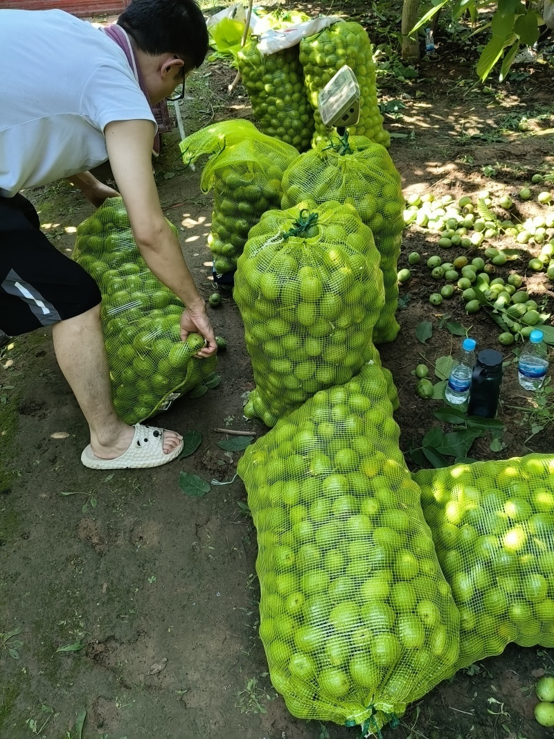绿波青皮核桃大量有货，仁孑白，吃着香，一手货源，价格不高