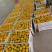 小叶橘，早熟蜜橘果型扁平光滑，细腻甜润，多汁，入口即化