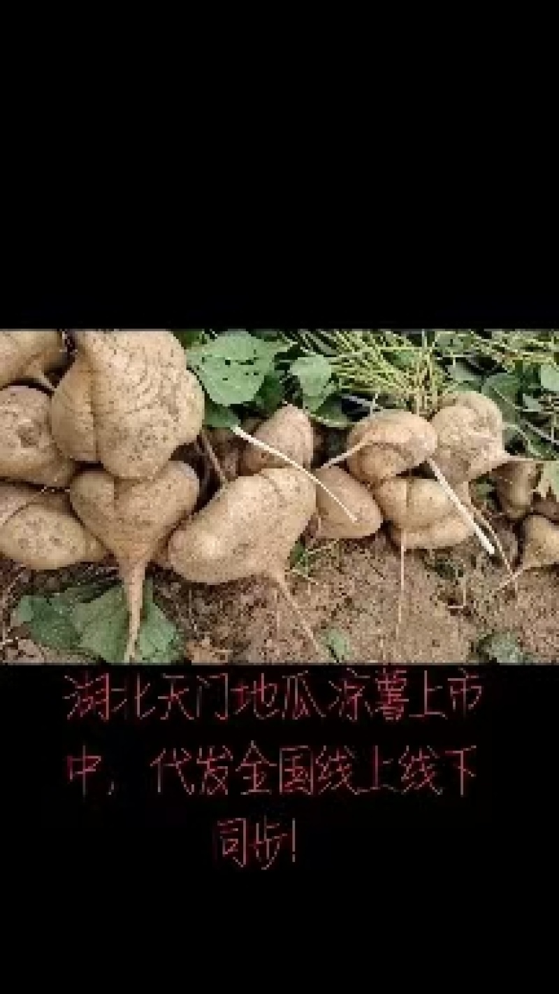 湖北天门凉薯豆薯上市中，供应市场货，超市，电商